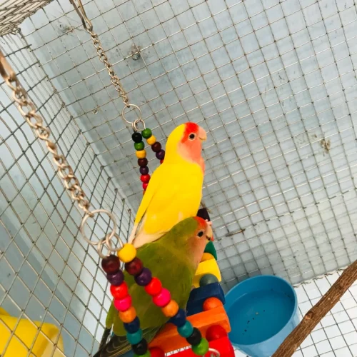 blobio-imr-202105_23c218cf1dd44bee834314d69f36f00d