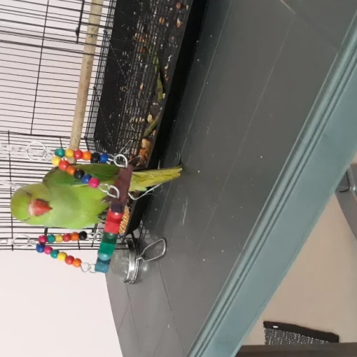 blobio-imr-202105_d0e2e89e7866476f9e73d74cdca37b98