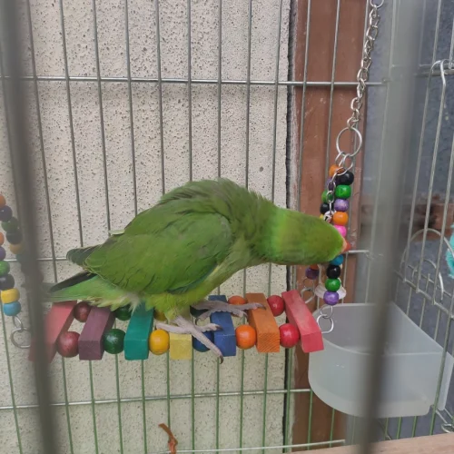 blobio-imr-202105_dc2f35c24de64c87a45019804c4b4264