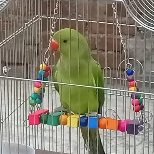 blobio-imr_80989e40f5df4cd5a7f0922421c9e88a