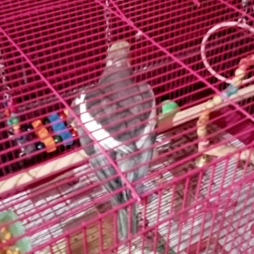 blobio-imr_810172f0b23d43dd9bd4e2e9320c1c3f