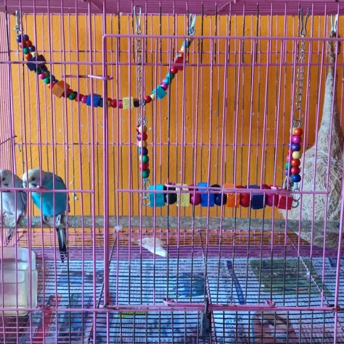 blobio-imr_e0249fed98fa4240a4c6b5d2b98fc2ba