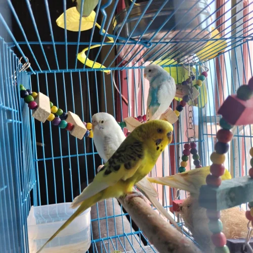 blobio-imr_e886f287f5b24f80adb3c6919740d2e8